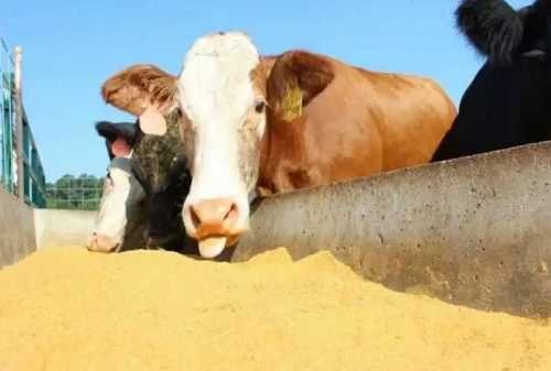 ANIMAL FEED GRADE BENTONITE, TOXIN BINDER, MYTOXINS