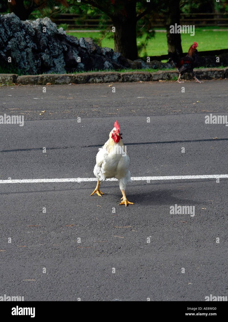 Een Kijkje achter het Spel van de Gokkast Chicken Road in Nederland